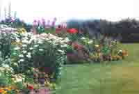 AMountain Web design services